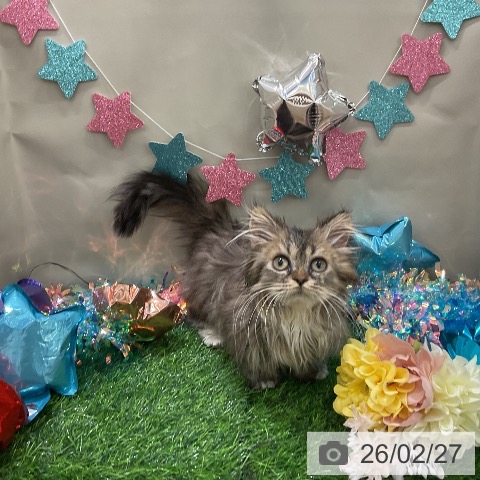 ミヌエットの写真