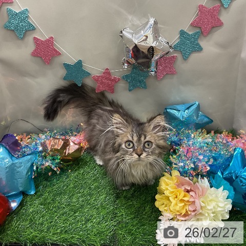 ミヌエットの写真