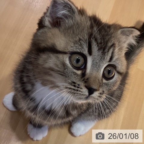 山形県のスコティッシュフォールド (ペットプラス 天童店/2025年10月27日生まれ/男の子/ブラウンタビーホワイト)の子猫の3枚目の画像