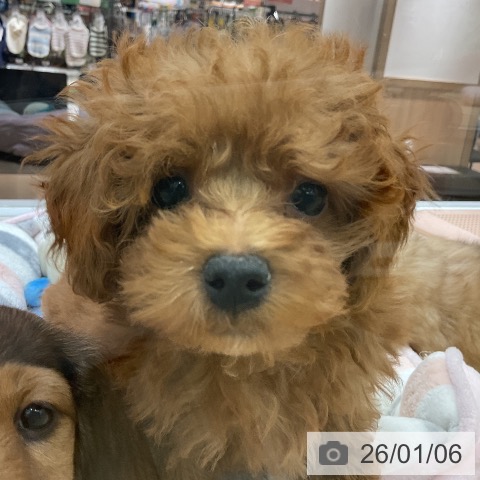 愛知県のトイプードル(トイ) (ペットプラス イオンモール豊川店/2025年10月29日生まれ/女の子/レッド)の子犬の4枚目の画像