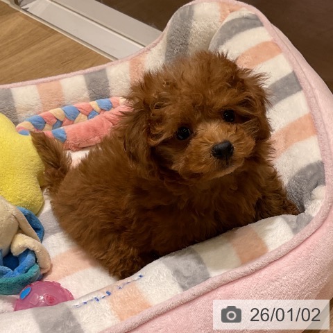 愛知県のトイプードル(トイ) (ペットプラス イオンモール豊川店/2025年10月29日生まれ/女の子/レッド)の子犬の3枚目の画像