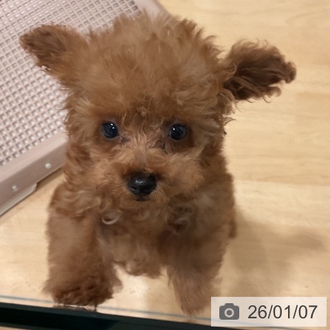 愛知県のトイプードル(トイ) (ペットプラス 名古屋茶屋店/2025年10月29日生まれ/女の子/レッド)の子犬の4枚目の画像