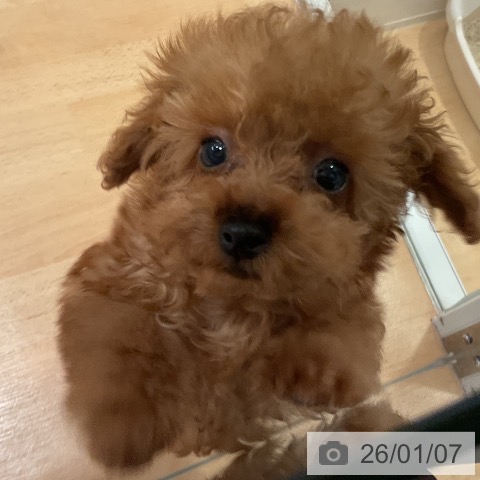 愛知県のトイプードル(トイ) (ペットプラス 名古屋茶屋店/2025年10月29日生まれ/女の子/レッド)の子犬の3枚目の画像