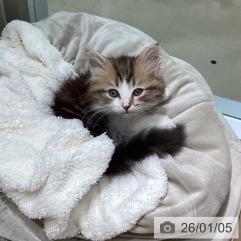 愛知県のマンチカン (ペットプラス 則武新町店/2025年10月17日生まれ/男の子/ブラウンタビーホワイト)の子猫の4枚目の画像