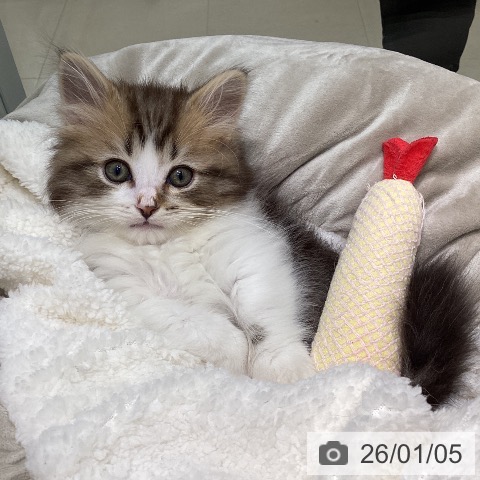 愛知県のマンチカン (ペットプラス 則武新町店/2025年10月17日生まれ/男の子/ブラウンタビーホワイト)の子猫の3枚目の画像