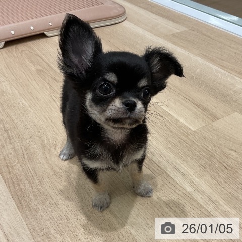 三重県のチワワ(ロング) (ペットプラス 鈴鹿店/2025年11月1日生まれ/男の子/ブラックタンホワイト)の子犬の4枚目の画像