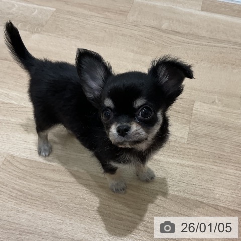 三重県のチワワ(ロング) (ペットプラス 鈴鹿店/2025年11月1日生まれ/男の子/ブラックタンホワイト)の子犬の3枚目の画像