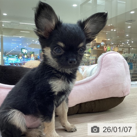 愛知県のチワワ(ロング) (ペットプラス 豊田店/2025年11月1日生まれ/男の子/ブラックタンホワイト)の子犬の3枚目の画像