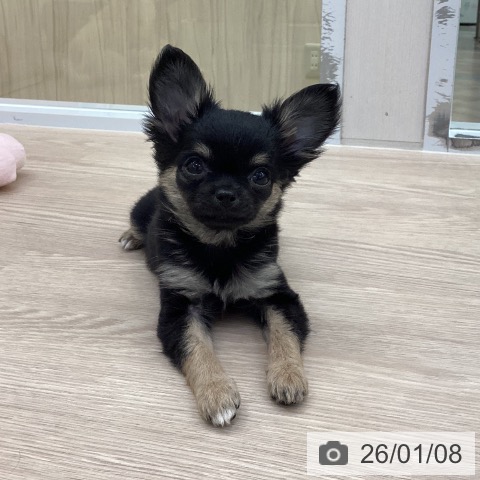 愛知県のチワワ(ロング) (ペットプラス 豊田店/2025年11月1日生まれ/男の子/ブラックタンホワイト)の子犬の3枚目の画像