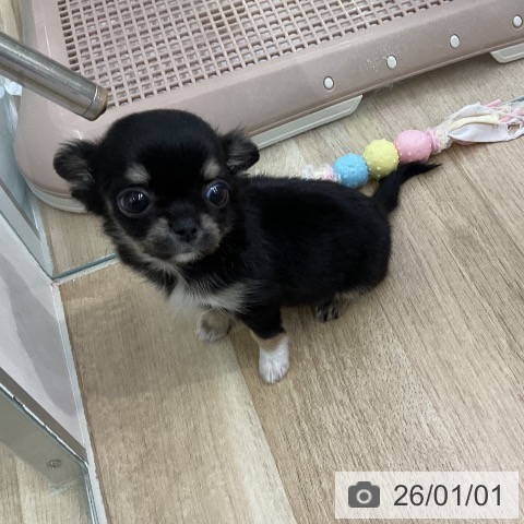 愛知県のチワワ(ロング) (ペットプラス mozoワンダーシティ店/2025年11月1日生まれ/女の子/ブラックタンホワイト)の子犬の4枚目の画像