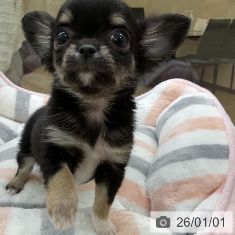 愛知県のチワワ(ロング) (ペットプラス mozoワンダーシティ店/2025年11月1日生まれ/女の子/ブラックタンホワイト)の子犬の3枚目の画像