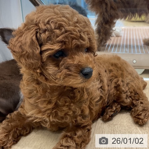 愛知県のトイプードル(トイ) (ペットプラス 熱田店/2025年11月1日生まれ/男の子/レッド)の子犬の4枚目の画像