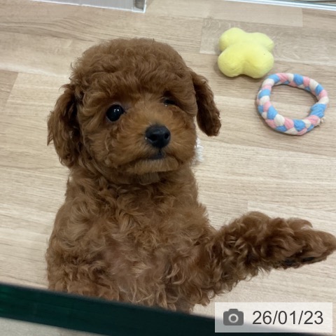 愛知県のトイプードル(トイ) (ペットプラス 熱田店/2025年11月1日生まれ/男の子/レッド)の子犬の4枚目の画像