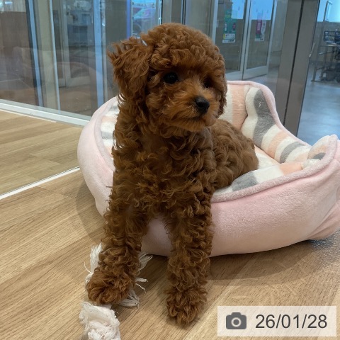愛知県のトイプードル(トイ) (ペットプラス 熱田店/2025年11月1日生まれ/男の子/レッド)の子犬の4枚目の画像
