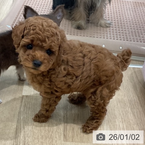 愛知県のトイプードル(トイ) (ペットプラス 熱田店/2025年11月1日生まれ/男の子/レッド)の子犬の3枚目の画像