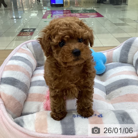 愛知県のトイプードル(トイ) (ペットプラス ナゴヤドーム前店/2025年11月1日生まれ/男の子/レッド)の子犬の4枚目の画像