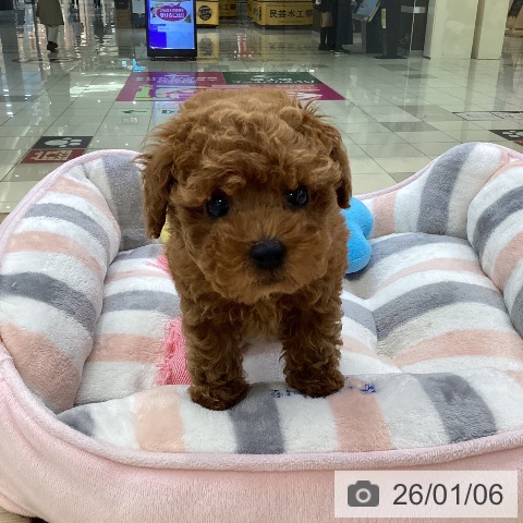 愛知県のトイプードル(トイ) (ペットプラス ナゴヤドーム前店/2025年11月1日生まれ/男の子/レッド)の子犬の3枚目の画像