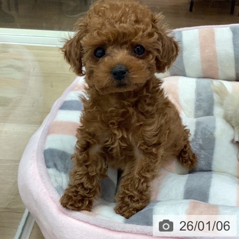 岐阜県のトイプードル(トイ) (ペットプラス 各務原店/2025年11月1日生まれ/男の子/レッド)の子犬の4枚目の画像