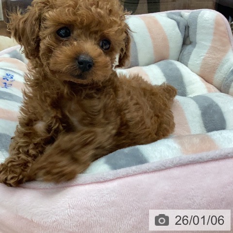 岐阜県のトイプードル(トイ) (ペットプラス 各務原店/2025年11月1日生まれ/男の子/レッド)の子犬の3枚目の画像