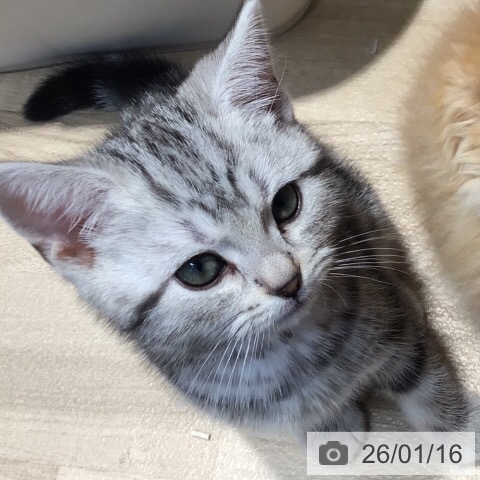 岐阜県のアメリカンショートヘアー (ペットプラス 各務原店/2025年11月1日生まれ/男の子/シルバータビー)の子猫の4枚目の画像