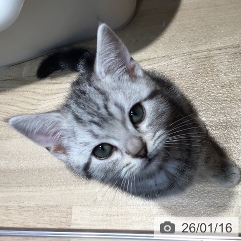 岐阜県のアメリカンショートヘアー (ペットプラス 各務原店/2025年11月1日生まれ/男の子/シルバータビー)の子猫の3枚目の画像