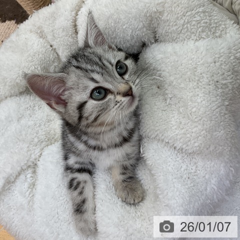 愛知県のアメリカンショートヘアー (ペットプラス mozoワンダーシティ店/2025年11月1日生まれ/女の子/シルバータビー)の子猫の4枚目の画像