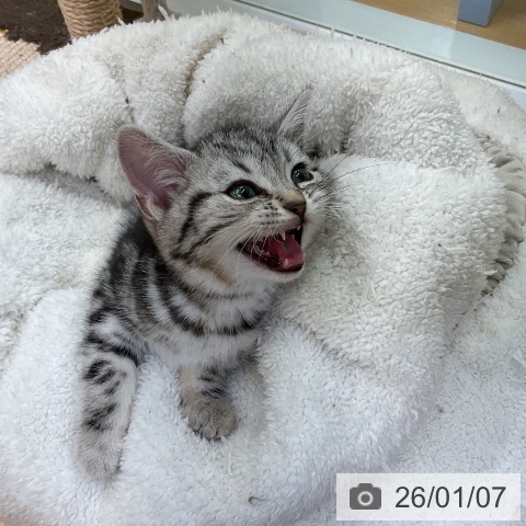 愛知県のアメリカンショートヘアー (ペットプラス mozoワンダーシティ店/2025年11月1日生まれ/女の子/シルバータビー)の子猫の3枚目の画像