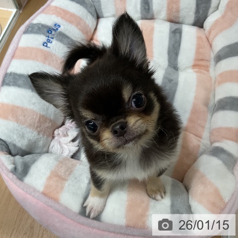 愛知県のチワワ(ロング) (ペットプラス ナゴヤドーム前店/2025年11月1日生まれ/男の子/ブラックタンホワイト)の子犬の4枚目の画像