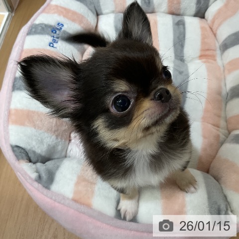 愛知県のチワワ(ロング) (ペットプラス ナゴヤドーム前店/2025年11月1日生まれ/男の子/ブラックタンホワイト)の子犬の3枚目の画像