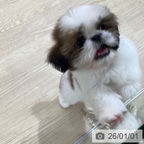 愛知県のシーズー (ペットプラス ナゴヤドーム前店/2025年10月22日生まれ/男の子/ゴールドホワイト)の子犬の4枚目の画像