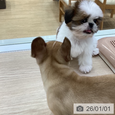 愛知県のシーズー (ペットプラス ナゴヤドーム前店/2025年10月22日生まれ/男の子/ゴールドホワイト)の子犬の3枚目の画像