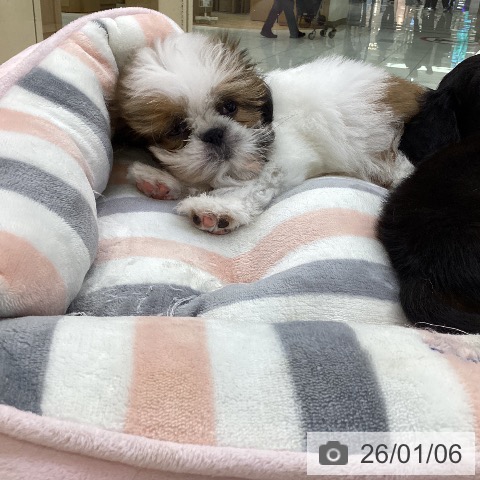 愛知県のシーズー (ペットプラス ナゴヤドーム前店/2025年10月22日生まれ/男の子/ゴールドホワイト)の子犬の4枚目の画像