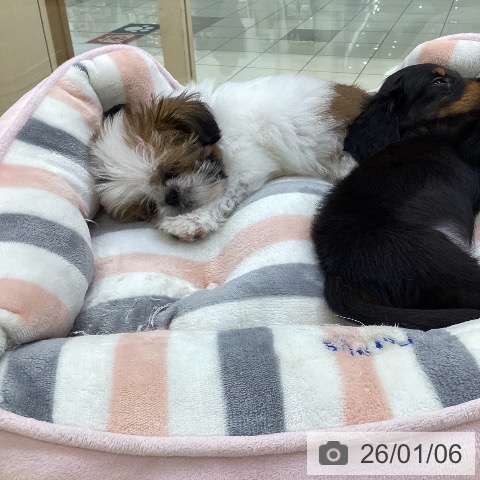 愛知県のシーズー (ペットプラス ナゴヤドーム前店/2025年10月22日生まれ/男の子/ゴールドホワイト)の子犬の3枚目の画像