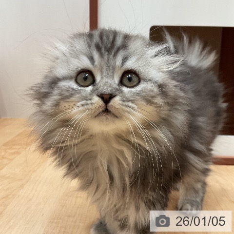 愛知県のスコティッシュフォールド (ペットプラス 名古屋茶屋店/2025年10月20日生まれ/男の子/シルバータビー)の子猫の3枚目の画像