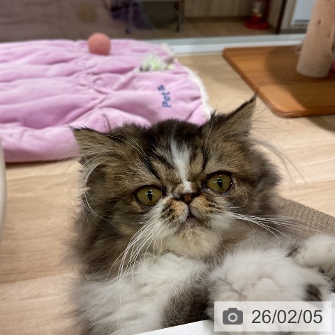 エキゾチックの写真