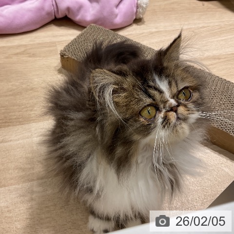 エキゾチックの写真