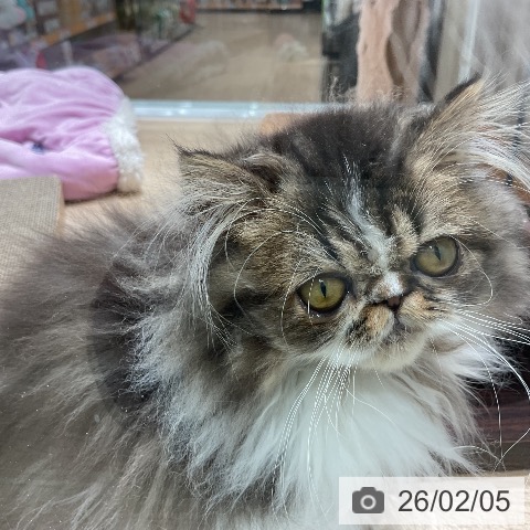 エキゾチックの写真