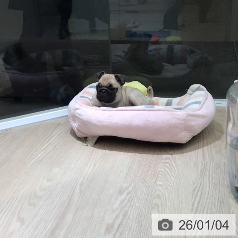 富山県のパグ (ペットプラス 高岡店/2025年11月1日生まれ/女の子/フォーン)の子犬の4枚目の画像