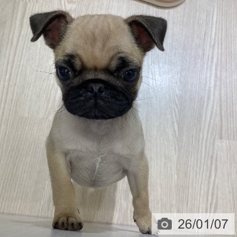 富山県のパグ (ペットプラス 高岡店/2025年11月1日生まれ/女の子/フォーン)の子犬の3枚目の画像