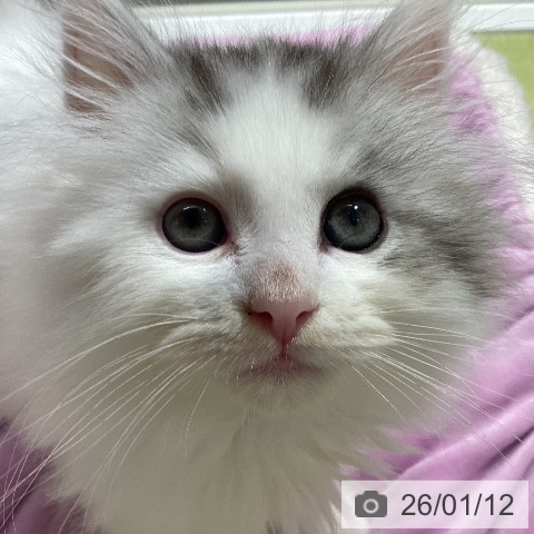 石川県のサイベリアン (ペットプラス 白山店/2025年11月2日生まれ/男の子/シルバータビーホワイト)の子猫の3枚目の画像