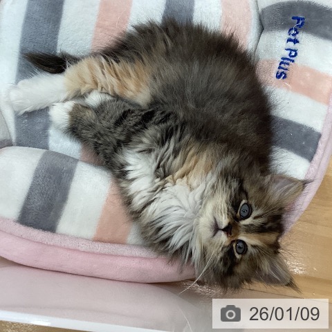 石川県のサイベリアン (ペットプラス 新小松店/2025年11月2日生まれ/女の子/ブラウンパッチドタビーホワイト)の子猫の3枚目の画像