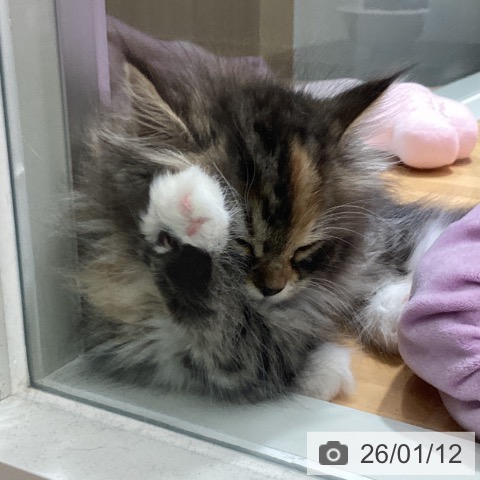 石川県のサイベリアン (ペットプラス 新小松店/2025年11月2日生まれ/女の子/ブラウンパッチドタビーホワイト)の子猫の3枚目の画像