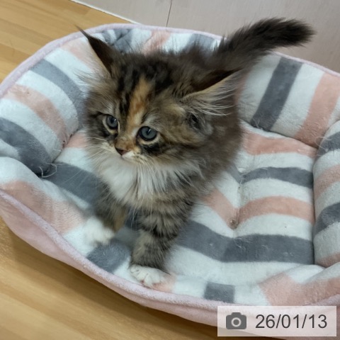 石川県のサイベリアン (ペットプラス 新小松店/2025年11月2日生まれ/女の子/ブラウンパッチドタビーホワイト)の子猫の3枚目の画像