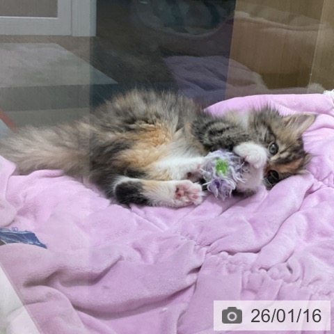 石川県のサイベリアン (ペットプラス 新小松店/2025年11月2日生まれ/女の子/ブラウンパッチドタビーホワイト)の子猫の4枚目の画像