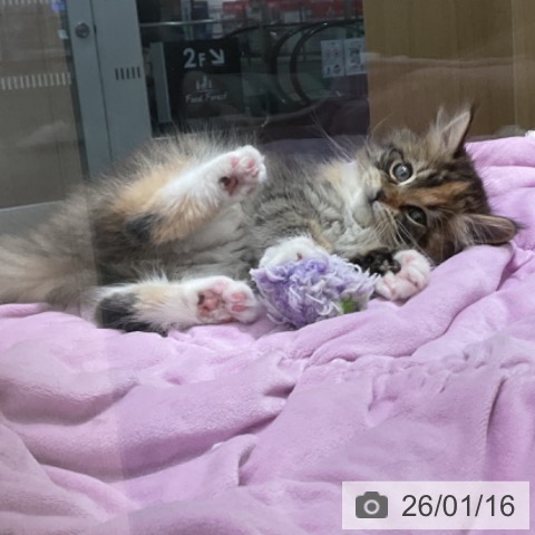 石川県のサイベリアン (ペットプラス 新小松店/2025年11月2日生まれ/女の子/ブラウンパッチドタビーホワイト)の子猫の3枚目の画像