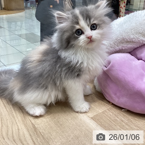 愛知県のサイベリアン (ペットプラス ナゴヤドーム前店/2025年11月2日生まれ/女の子/ダイリュートキャリコ)の子猫の4枚目の画像