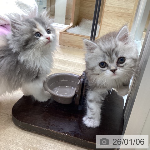 愛知県のサイベリアン (ペットプラス ナゴヤドーム前店/2025年11月2日生まれ/女の子/ダイリュートキャリコ)の子猫の3枚目の画像