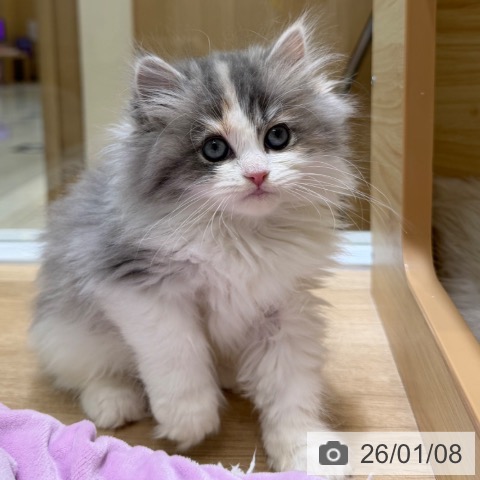 愛知県のサイベリアン (ペットプラス ナゴヤドーム前店/2025年11月2日生まれ/女の子/ダイリュートキャリコ)の子猫の3枚目の画像