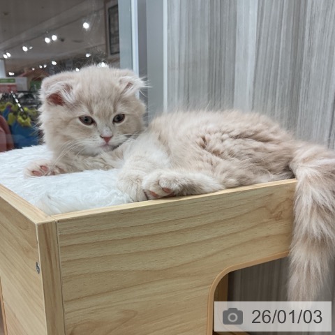 愛知県のスコティッシュフォールド (ペットプラス 熱田店/2025年11月2日生まれ/男の子/クリームタビー)の子猫の3枚目の画像