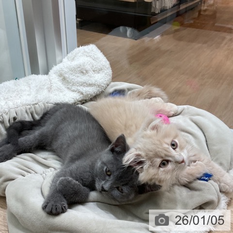 愛知県のスコティッシュフォールド (ペットプラス 熱田店/2025年11月2日生まれ/男の子/クリームタビー)の子猫の3枚目の画像